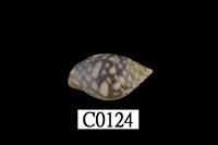 藏品(麥螺)的圖片